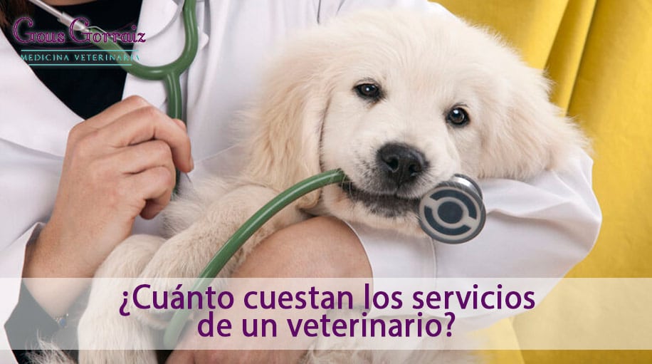 Cuánto cuestan los servicios de un veterinario en Pamplona en 2022