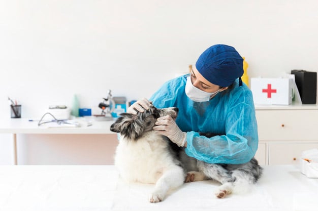 Cómo elegir el mejor veterinario en Pamplona