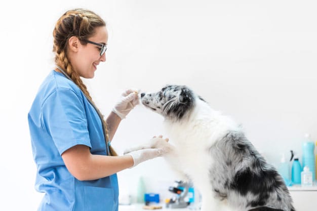 Guía para preparar la visita al veterinario