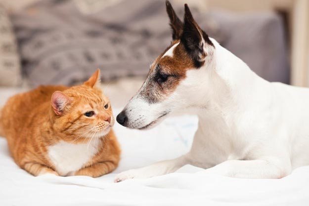 Las emergencias más comunes en mascotas y animales pequeños