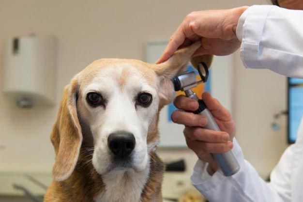 Cómo detectar la otitis en perros