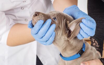 ¿Qué es el parvovirus canino?
