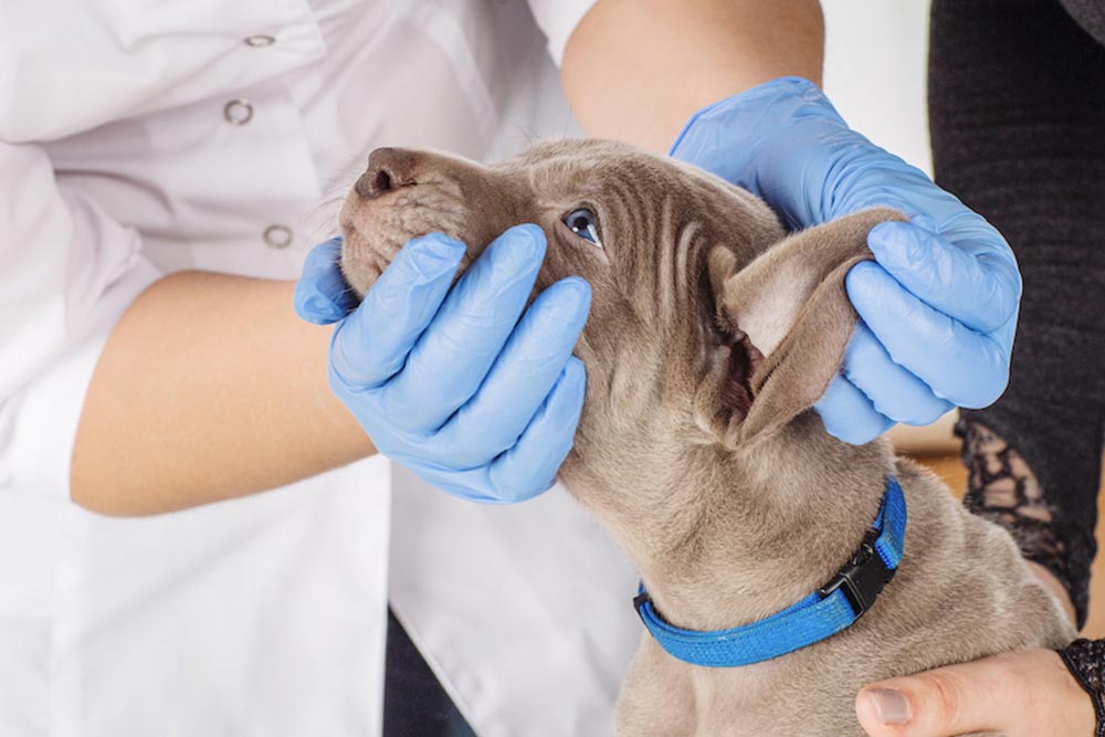 ¿Qué es el parvovirus canino?
