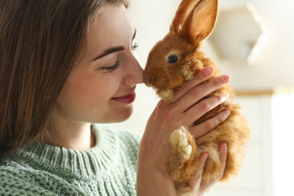 Consejos para los cuidados básicos de un conejo