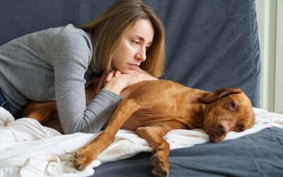 Enfermedades hepáticas en perros: Diagnóstico y tratamiento