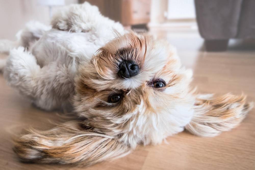 Cómo detectar los síntomas de la leishmaniosis en perro