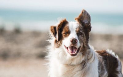 Otitis en los perros: ¿Cómo curarle?