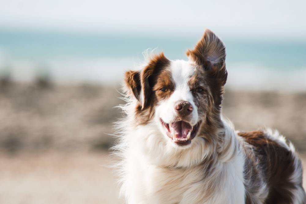 Otitis en los perros: ¿Cómo curarle?
